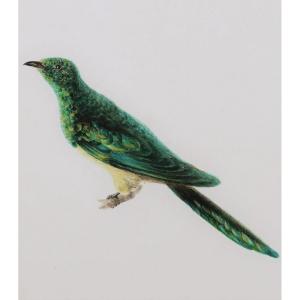 French School From The First Half Of The 19th Century, Greater Green Leafbird