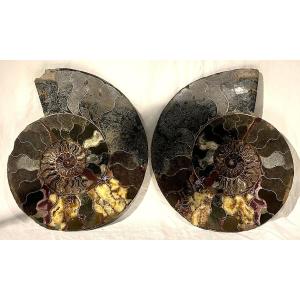 Pair Of Sectioned Fossilized Ammonites – Approx. 35 Cm