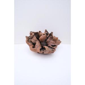 Significant Burl Walnut Trunk Outgrowth