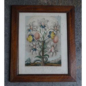 Engraving Les Lys Ou l'Honneur De La France 1816