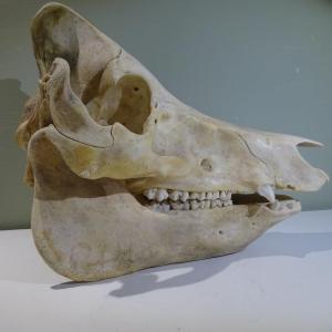A Little Bit Of Naughty Osteology