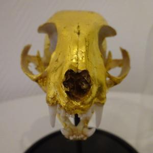 Bastet....osteology Doree