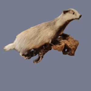 Once Upon A Time There Was A Badger