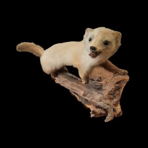 Beautiful Taxidermied Mustelid