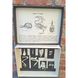 A Cyrillic Dove Skeleton