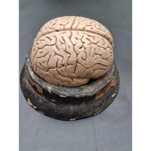 The Brain In All Its Forms Didactics 19th...auzoux Bock-steger Or Tramond