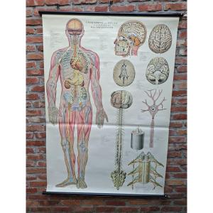 1950: Nervous System Poster By R. Tupy Sweden