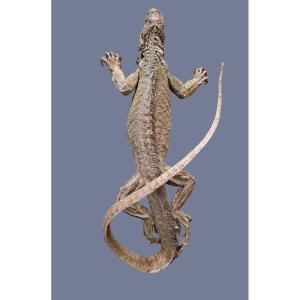 62x30x12 What A Beautiful Iguana