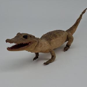A Baby Crocodile Escaped From The Museum