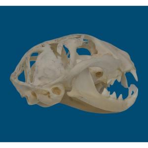 An Open Air Cat Skull
