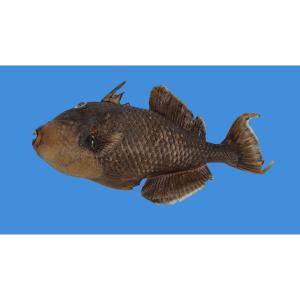 Large Hanging Ballista