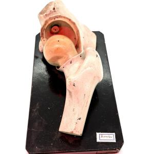 19th-century Didactic Anatomy Of The Hip
