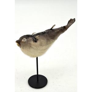 Carinotetraodon Travancoricus, Or Pretty Little Fish