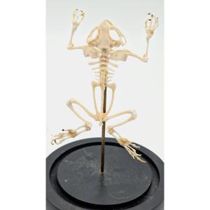Bullfrog Frog Skeleton