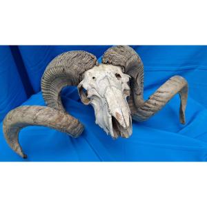 Belier, Mouflon Or Altaï Argalide.