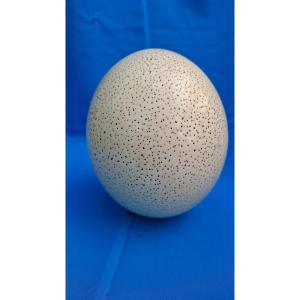 Uneviscerated Ostrich Egg, Fossilized