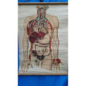 Didactic Poster Full Of Organs From 1908