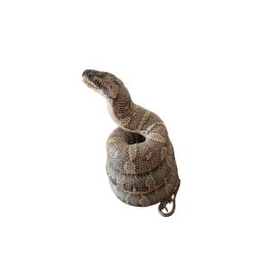 A Few Centimetres Of Snake.
