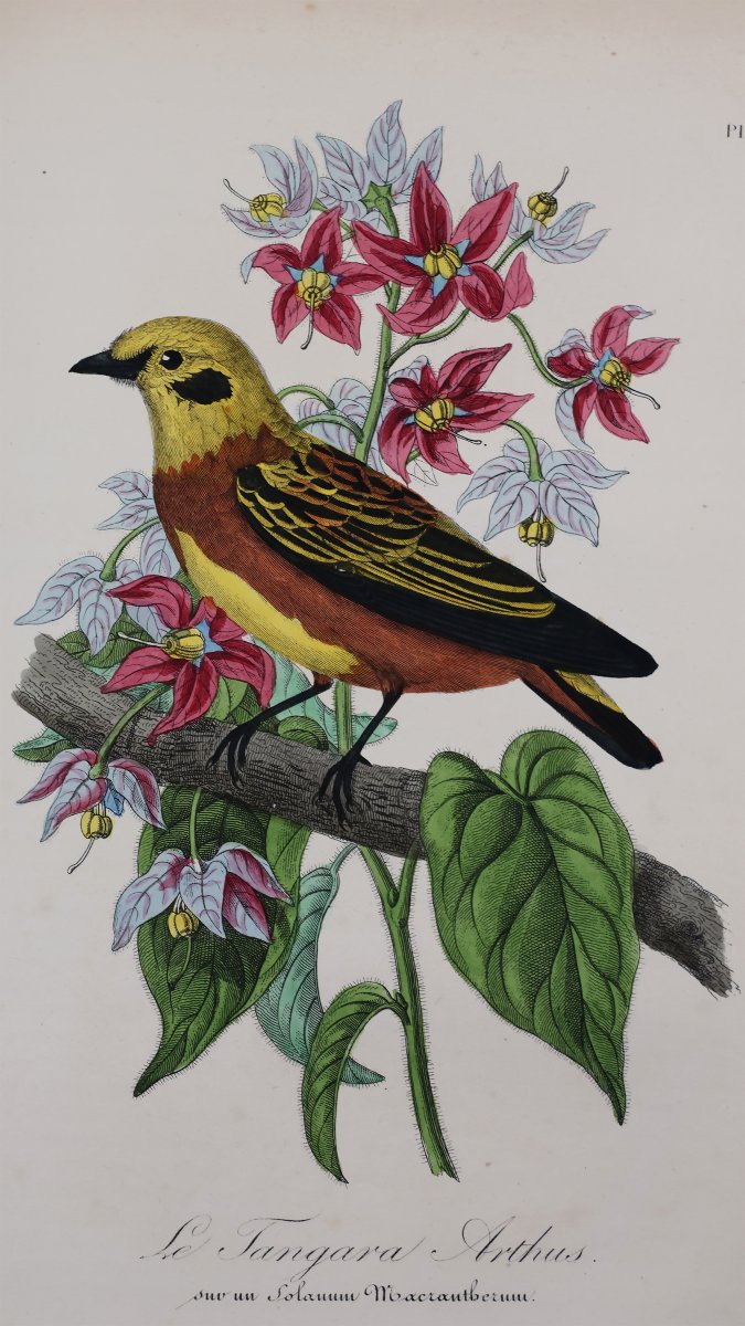 Le Maout. Les trois règnes de la nature. Paris, Curmer, 1852-54-photo-2