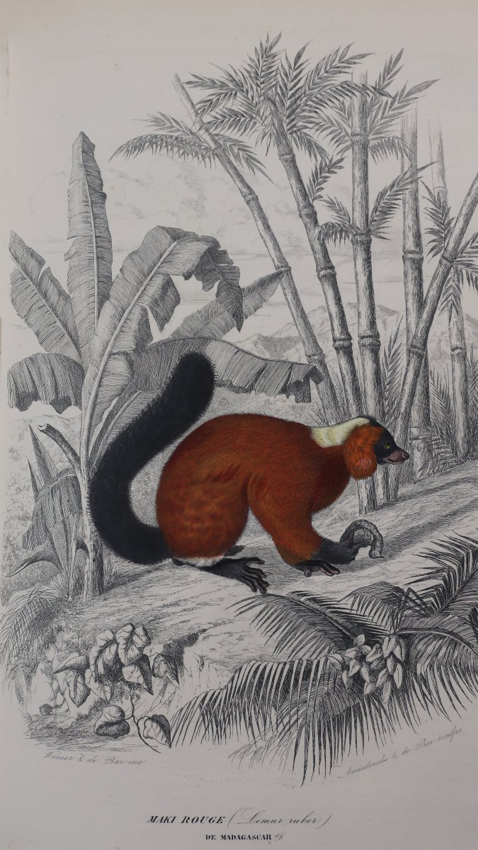 Le Maout. Les trois règnes de la nature. Paris, Curmer, 1852-54-photo-3