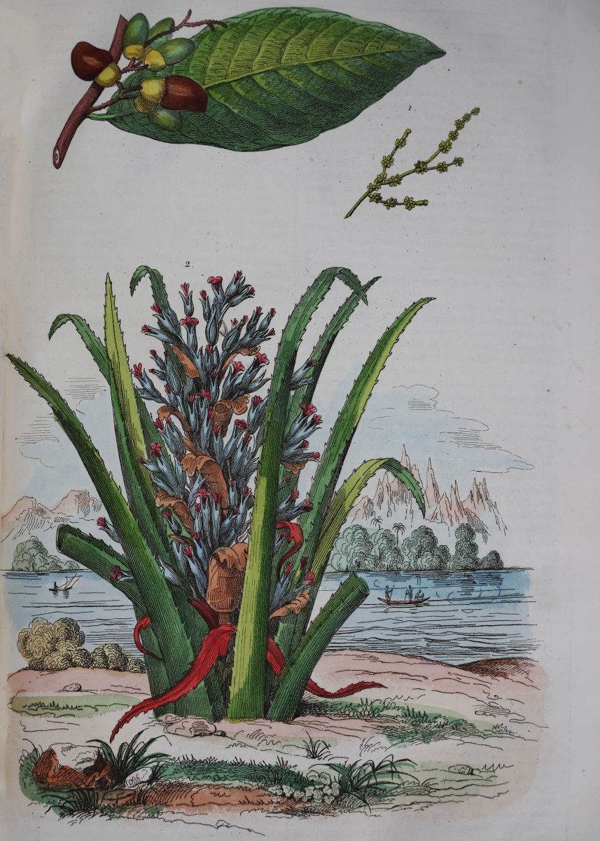 Guerin F.-E.. Dictionnaire pittoresque d'histoire naturelle.. Paris, 1833-39-photo-4