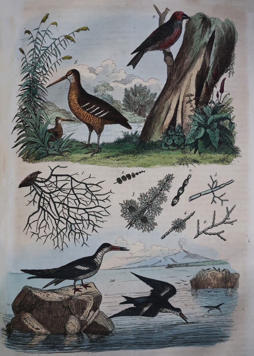 Guerin F.-E.. Dictionnaire pittoresque d'histoire naturelle.. Paris, 1833-39-photo-1