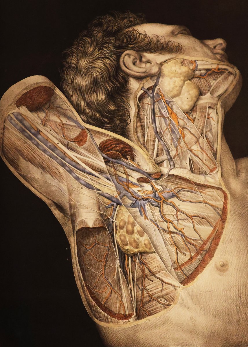 Traité complet de l'anatomie de l'homme.. Dr Jean-Marc Bourgery, Paris par L. Guérin. 1866-1867-photo-3