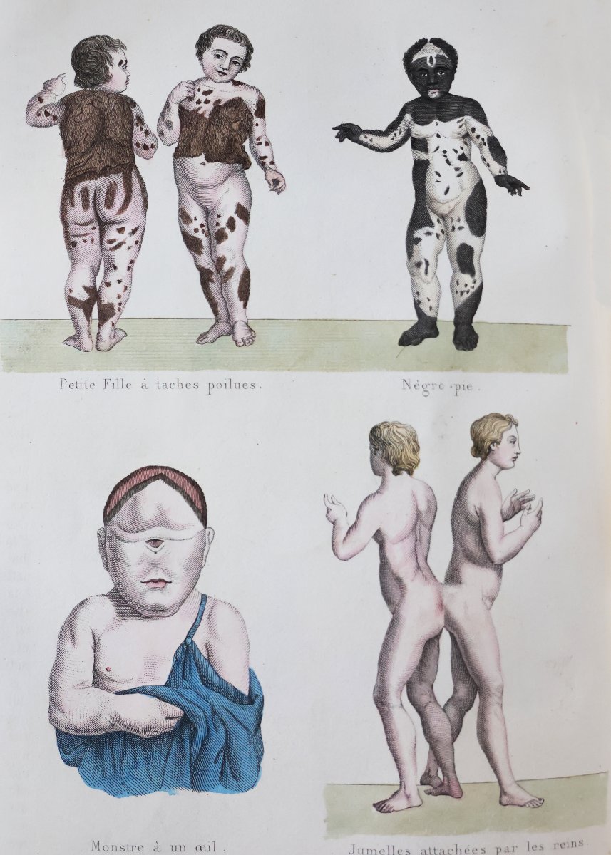 Buffon. Œuvres complètes.. Cuvier. Histoire Naturelle de Lacepède. Paris, Furne. 1839-1841-photo-4