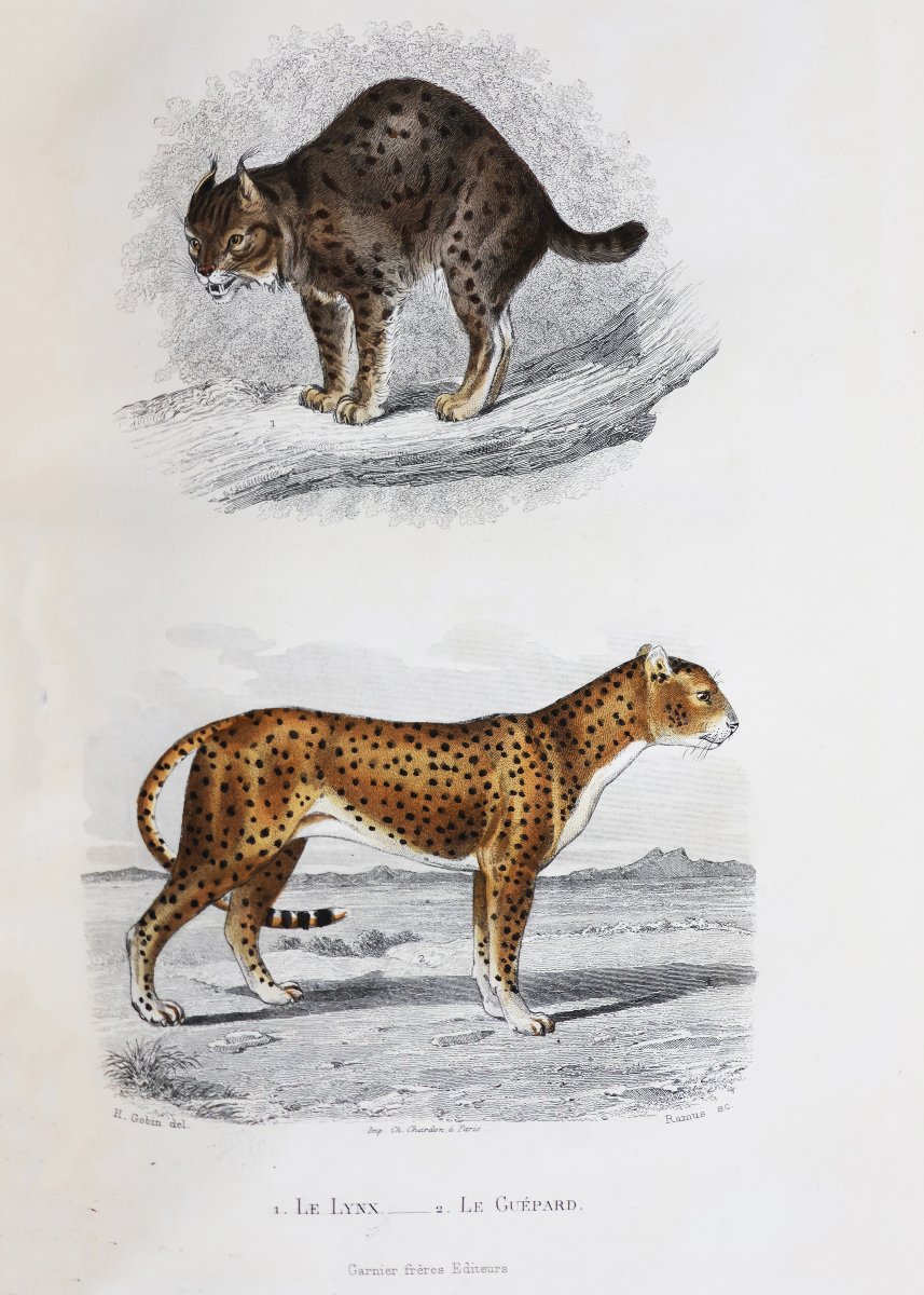 Buffon. Œuvres complètes.. avec la nomenclature linnéenne et.. de Cuvier.. Garnier-photo-4