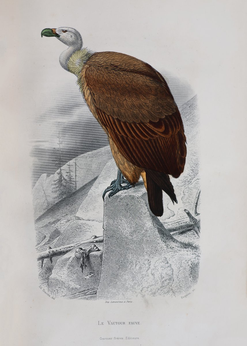 Buffon. Œuvres complètes.. avec la nomenclature linnéenne et.. de Cuvier.. Garnier-photo-1