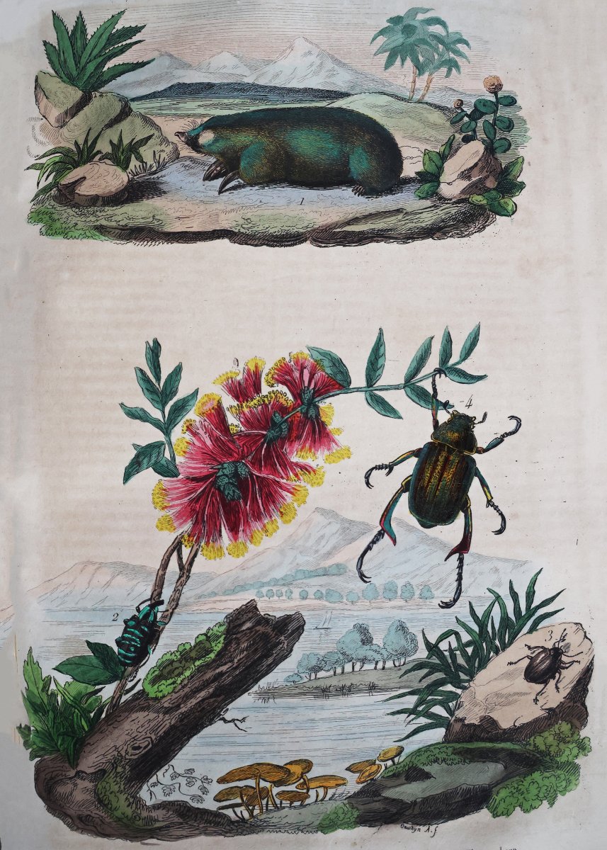 Guerin F.-E.. Dictionnaire pittoresque d'histoire naturelle.. Paris, 1833-photo-1
