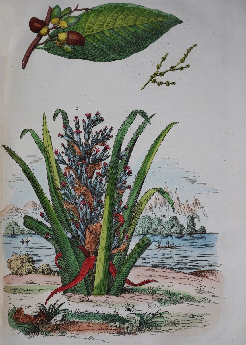 Guerin F.-E.. Dictionnaire pittoresque d'histoire naturelle.. Paris, 1833-photo-2
