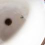 1814790-alb-6a96625aabe23.jpg