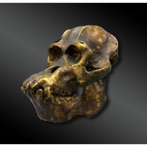 Gorilla Or Orangutan Skull - Europe - 20th Century