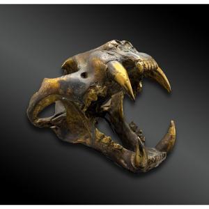 Tiger Skull - Europe - 20th Century