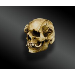 Memento Mori – Skull With Snake – Vanity