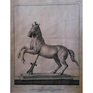 Engraving - Carlo Nolli - Prancing Horse - Herculaneum Antiquities Series - 18th Century - 