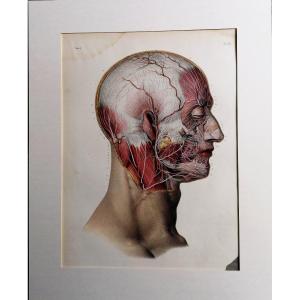 Lithography - Facial Nerf - Complete Treaty Of The Anatomy Of Men - Dr Bourgery - Nh Jacob -