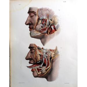 Lithography - Trijumeau Nerf - Treatment De L 'anatomie De l'Homme - Dr Bourgery - Nh Jacob -