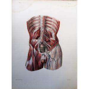 Lithography - Lombary Plexus - Treaty On Men's Anatomy - Dr Bourgery - Nh Jacob -