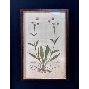 Colourful Engraving Of A Flower, Front And Back