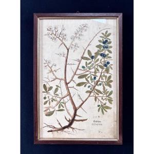 Colourful Engraving Of A Plant, Front And Back