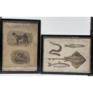 Set Of 2 Colorful Engravings, Animal Theme