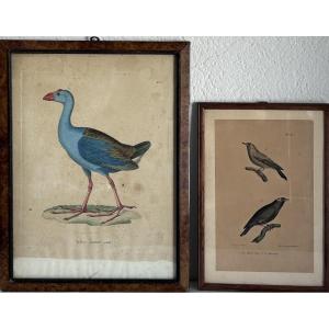Set Of 2 Colored Engravings, Birds