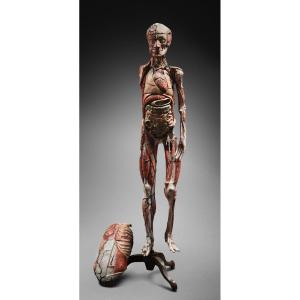 Louis Thomas Jérôme Auzoux (1797–1880) - écorché – Human Anatomical Model