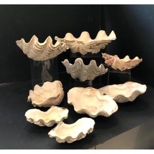 9 Holy Water Fonts (shells)