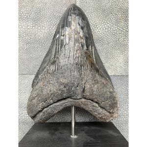 Megalodon Tooth H 13cm