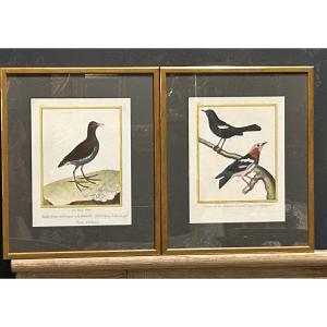 Pair Of Colored Engravings Signed Marinet