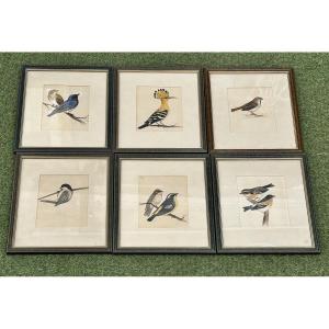 Framed Watercolor And Gouache Series