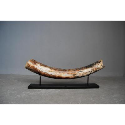 Mastodon Mammoth Tusk